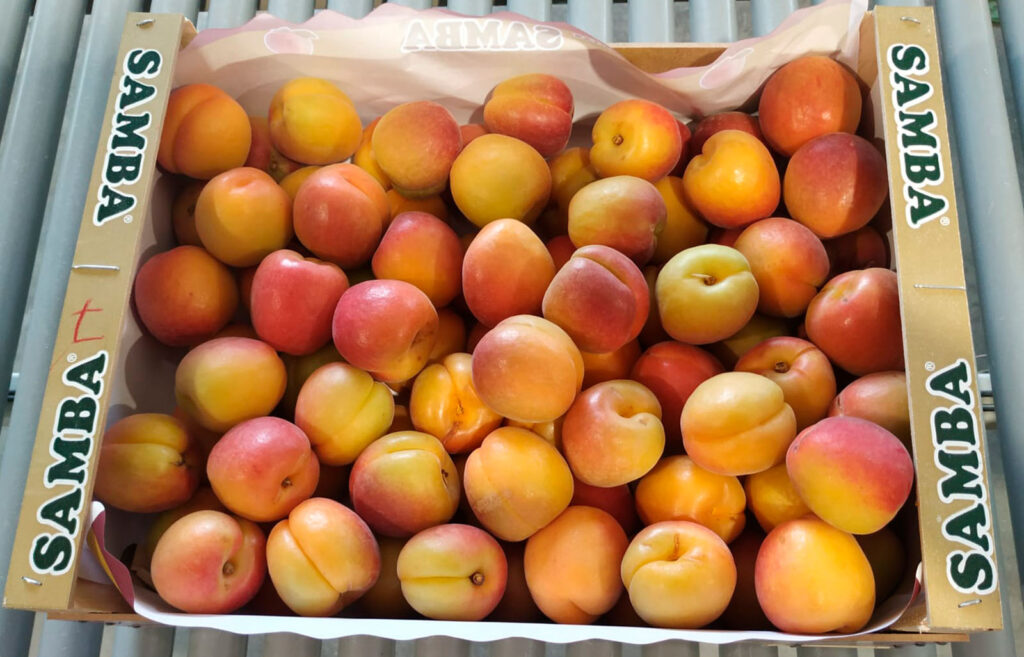 Albaricoque joyfield