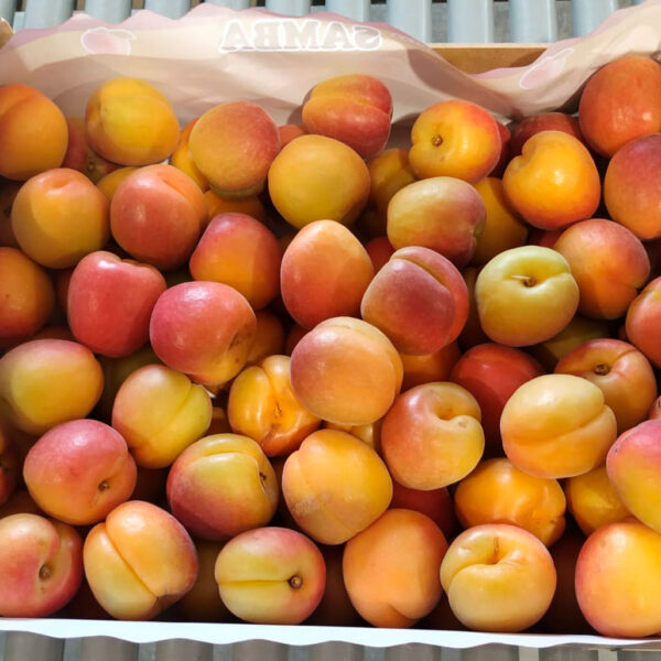 Albaricoque joyfield